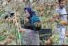 ممنوعیت صادرات کیوی